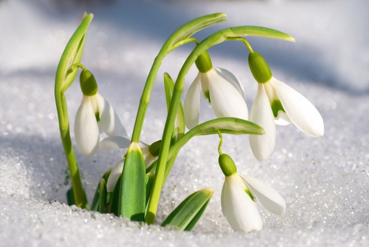 Fleurs Du Printemps, L'incroyable Diversité Des Perce-Neige pour Fleur Qui Pousse Au Printemps