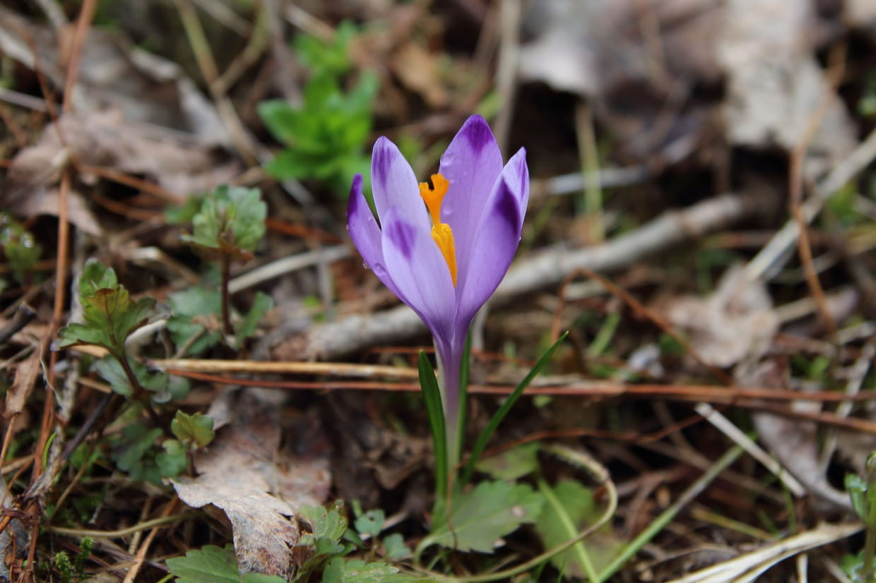 Fleurs Violettes : Liste Et Conseils pour Fleur Qui Pousse Au Printemps