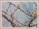 Fonds D'écran Gratuits.oiseaux De Nos Jardins.par Jipé - Le encequiconcerne Images D Oiseaux Gratuites