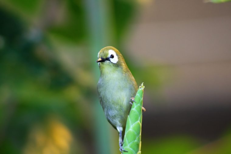 Fonds D'écran Gratuits: Oiseaux Exotiques avec Images D Oiseaux Gratuites