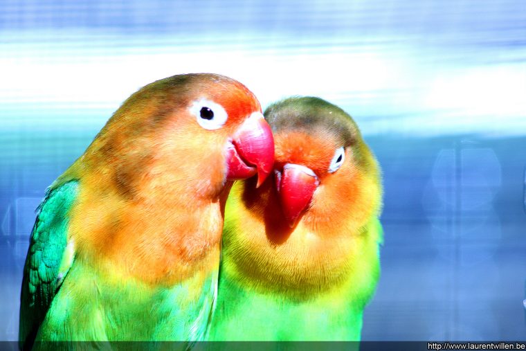 Fonds D'écran Gratuits: Oiseaux Exotiques concernant Images D Oiseaux Gratuites