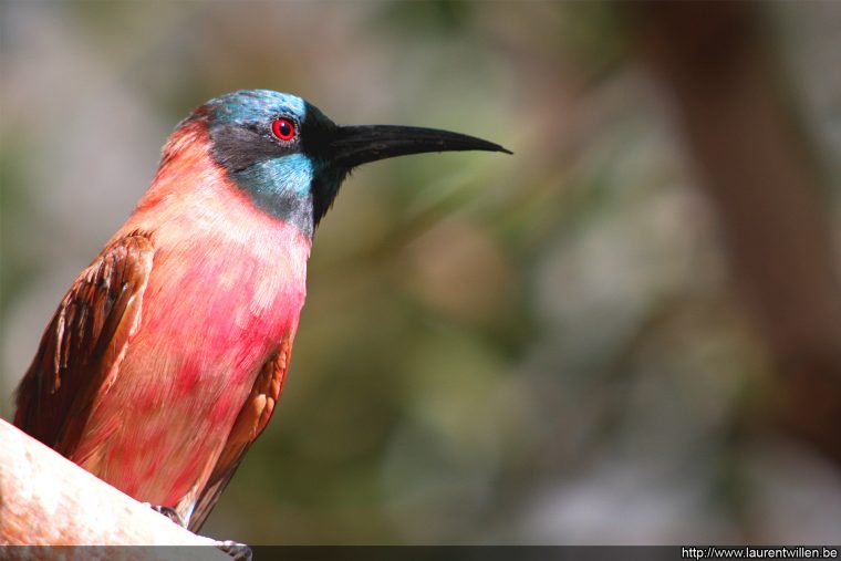 Fonds D'écran Gratuits: Oiseaux Exotiques pour Images D Oiseaux Gratuites