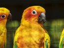 Fonds D'écran Gratuits: Oiseaux Exotiques tout Images D Oiseaux Gratuites