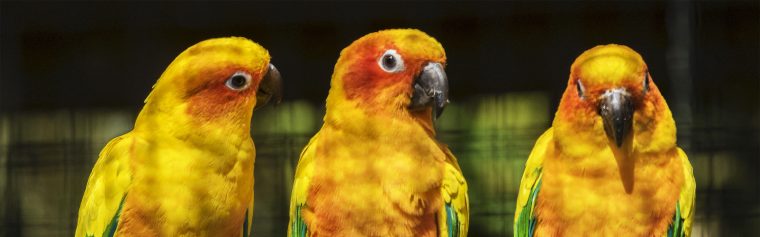 Fonds D'écran Gratuits: Oiseaux Exotiques tout Images D Oiseaux Gratuites