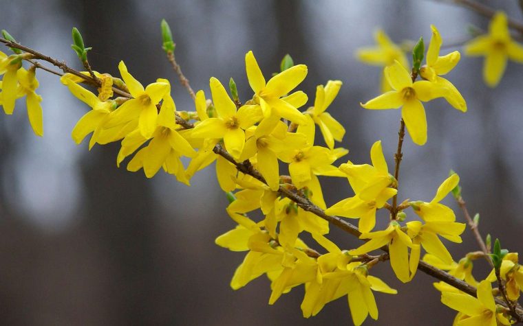 Forsythia Et Pensées, Les Premières Fleurs Du Printemps avec Fleur Qui Pousse Au Printemps
