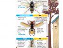 Frelons Asiatiques : Dix Choses À Savoir Sur Cet Insecte avec Les Noms Des Insectes