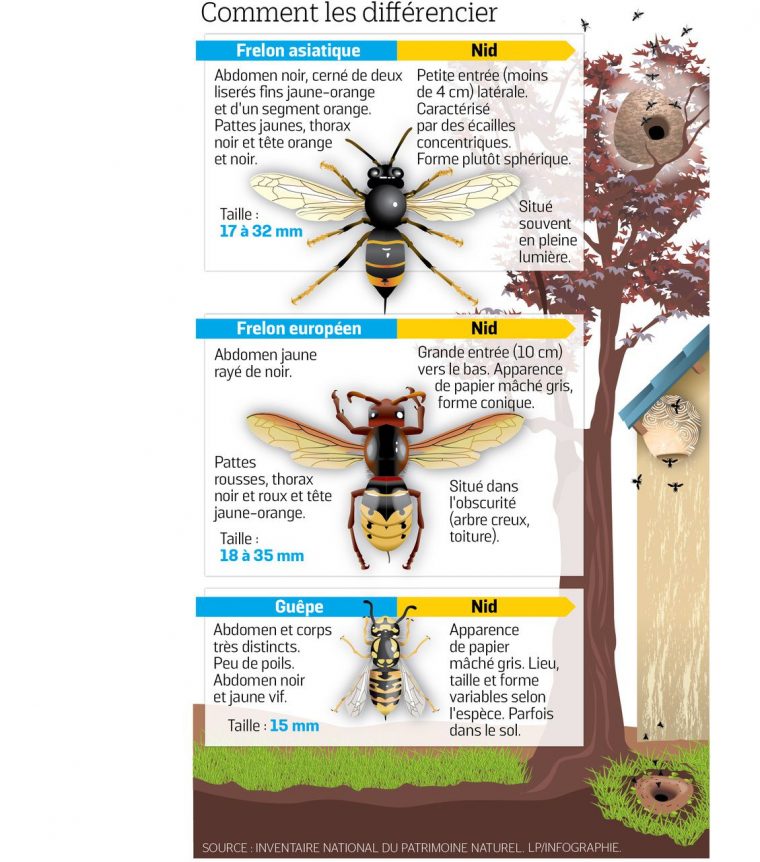 Frelons Asiatiques : Dix Choses À Savoir Sur Cet Insecte avec Les Noms Des Insectes