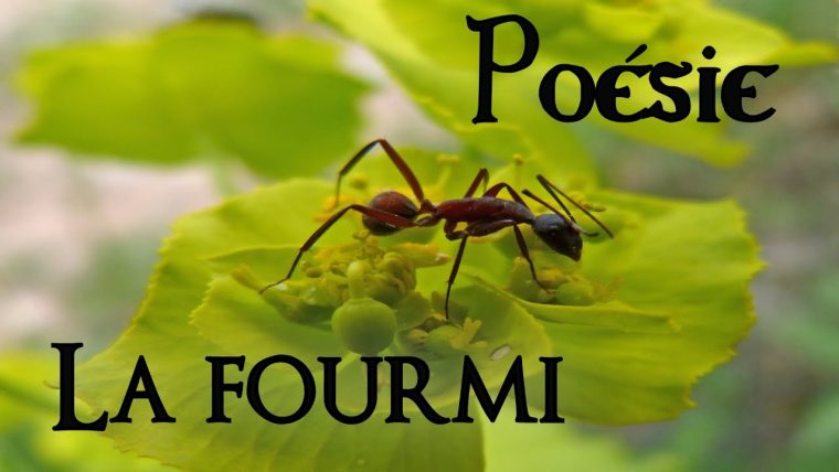 French Poem 🐜 La Fourmi By Robert Desnos 🐜 avec Poème De Robert Desnos