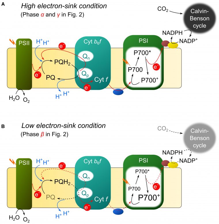 Frontiers | Reduction-Induced Suppression Of Electron Flow à Musique Cycle 2
