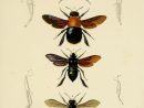 Gravures Couleur D'insectes - Dessin Insectes 0119 Acanthope dedans Les Noms Des Insectes