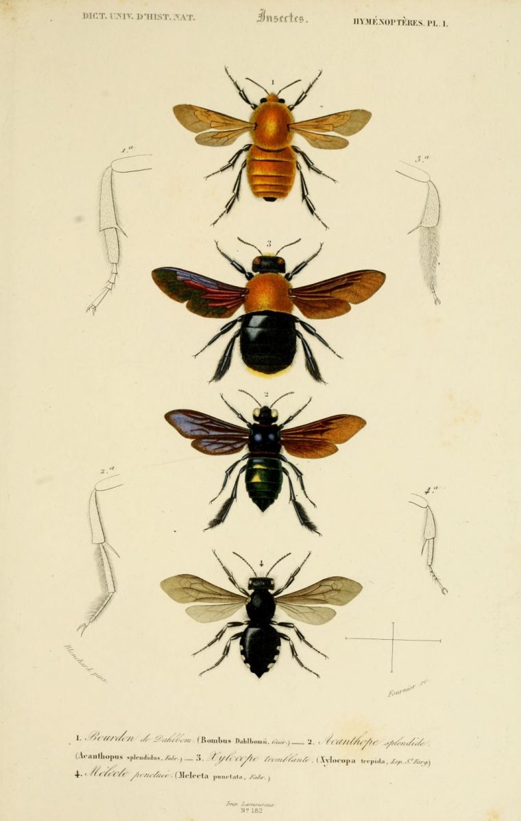 Gravures Couleur D'insectes – Dessin Insectes 0119 Acanthope dedans Les Noms Des Insectes