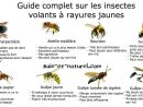 Guide Complet Sur Les Insectes Volants À Rayures Jaunes à Les Noms Des Insectes