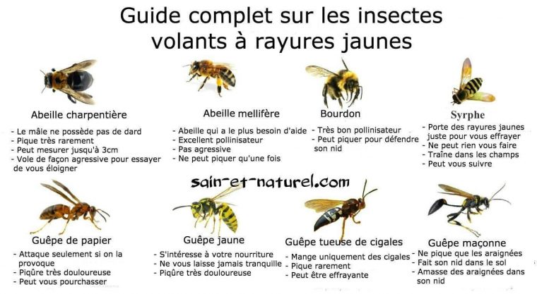 Guide Complet Sur Les Insectes Volants À Rayures Jaunes à Les Noms Des Insectes