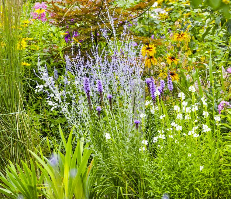 Haie Fleurie Toute L'année : Arbuste À Fleur Et Graminées pour Fleur Qui Pousse Au Printemps