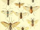 Hymenoptera — Wikipédia destiné Les Noms Des Insectes