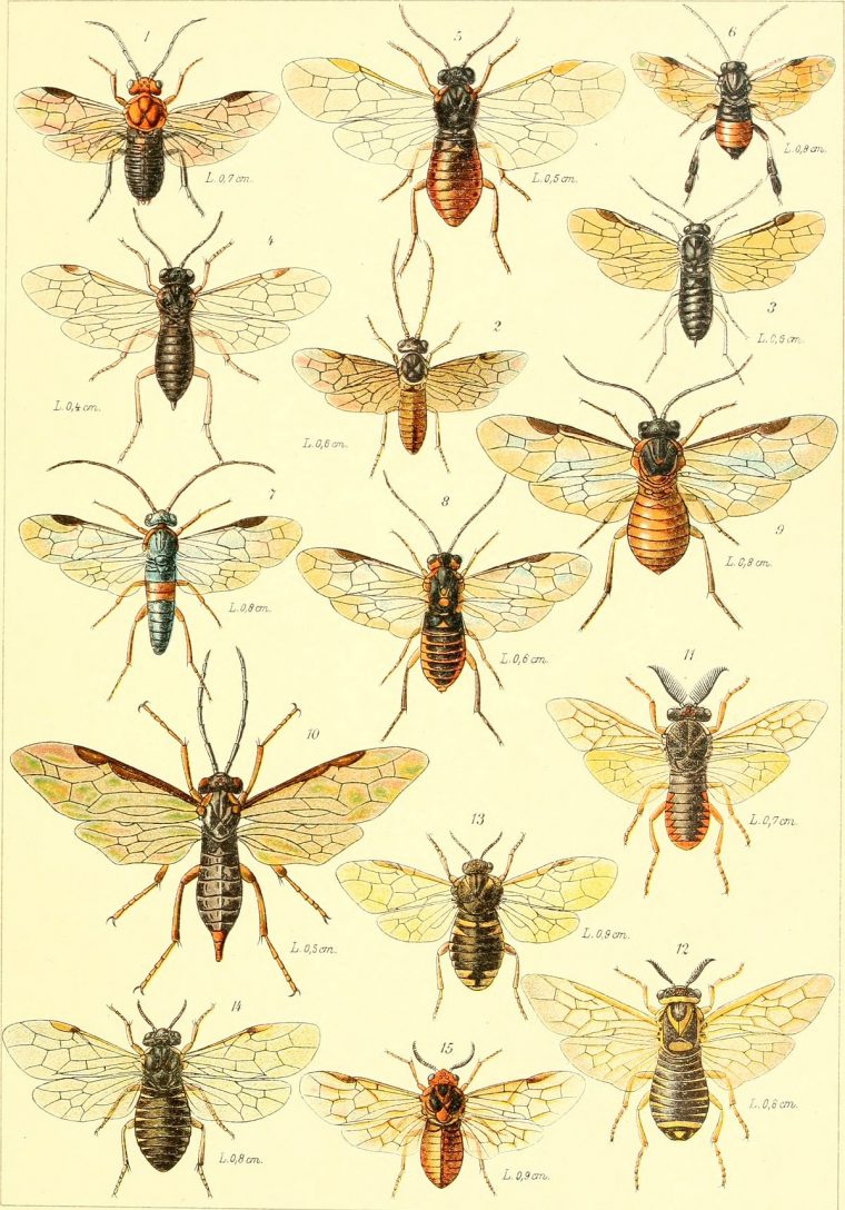 Hymenoptera — Wikipédia destiné Les Noms Des Insectes