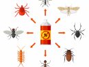 Identifier Un Insecte De Maison | Guide D'insectes Du Québec serapportantà Les Noms Des Insectes
