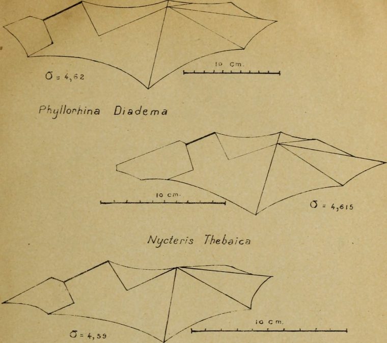 Image From Page 16 Of "considérations Sur Une Chauve-Sour intérieur Origami Chauve Souris