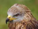 Image Gratuite Sur Pixabay - Buse, Oiseau De Proie, Zoo De pour Images D Oiseaux Gratuites