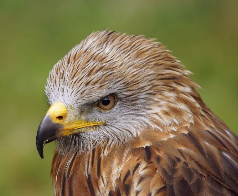 Image Gratuite Sur Pixabay – Buse, Oiseau De Proie, Zoo De pour Images D Oiseaux Gratuites
