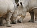 Image Libre: Afrique, Rhinocéros, Safari, Animaux Sauvages avec Animaux Sauvages De L Afrique