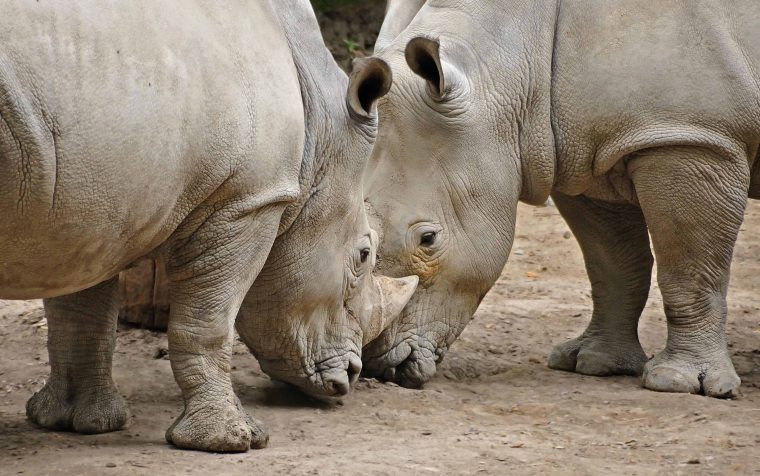 Image Libre: Afrique, Rhinocéros, Safari, Animaux Sauvages avec Animaux Sauvages De L Afrique