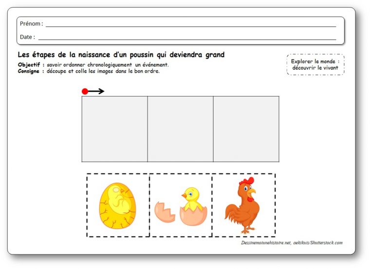 Images Séquentielles : De L'œuf À La Poule – avec Images Séquentielles Maternelle