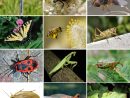 Insecte — Wikipédia pour Les Noms Des Insectes