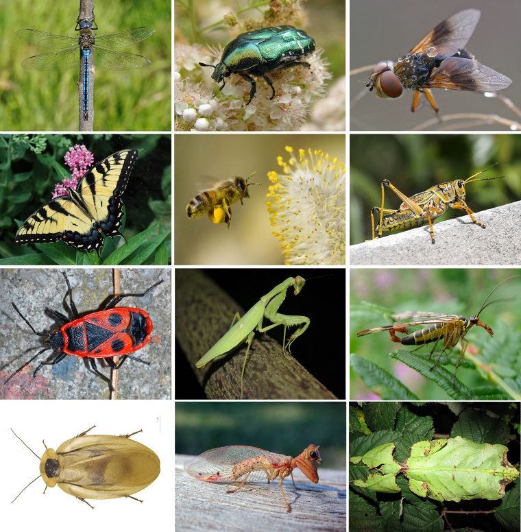 Insecte — Wikipédia pour Les Noms Des Insectes