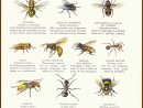 Insectes Modifier 2 concernant Les Noms Des Insectes