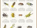 Insectes Modifier concernant Les Noms Des Insectes