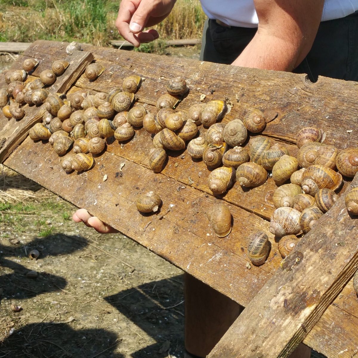 La Ferme Des Escargots – Comines | Viaparents à Elevage Escargot
