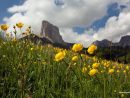 La Fleur Qui Fait Le Printemps… | Echosciences - Grenoble concernant Fleur Qui Pousse Au Printemps