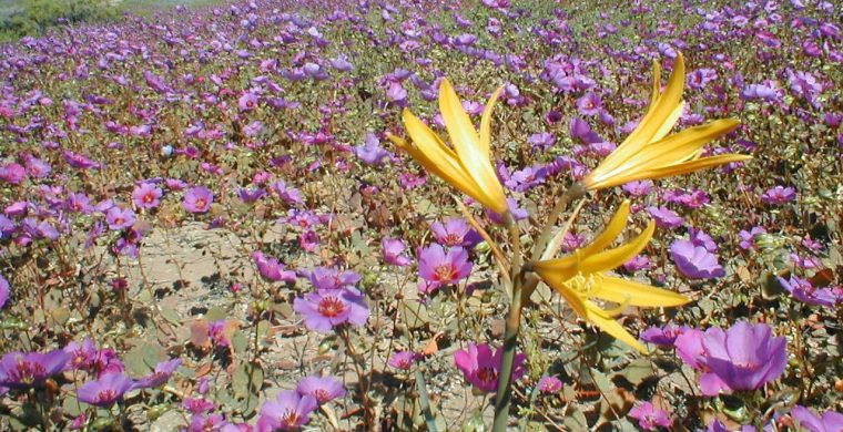 La Fleur Qui Fait Le Printemps… | Echosciences – Grenoble encequiconcerne Fleur Qui Pousse Au Printemps