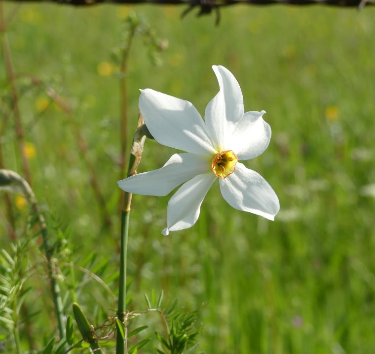 La Flore De L'aubrac ~ Argences Aubrac Tourism Office encequiconcerne Fleur Qui Pousse Au Printemps