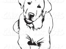 Labrador Coloring Pages - Google Search | Dessin De Chien destiné Coloriage Labrador