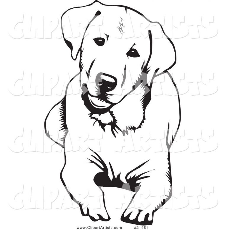 Labrador Coloring Pages – Google Search | Dessin De Chien destiné Coloriage Labrador