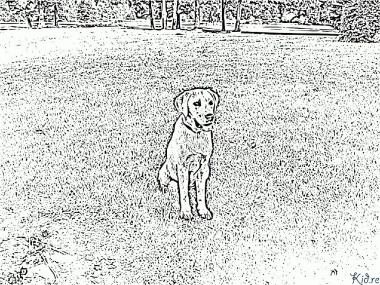 Labrador Retriever Ausmalbilder – Kid.re pour Coloriage Labrador