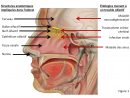 L'anatomie Et La Physiologie Du Système Olfactif (Avec dedans Sens Olfactif