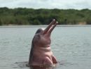 Le Mystère Du Dauphin Rose : Enquête Sur Un Animal Étonnant tout Dauphin Amazonie