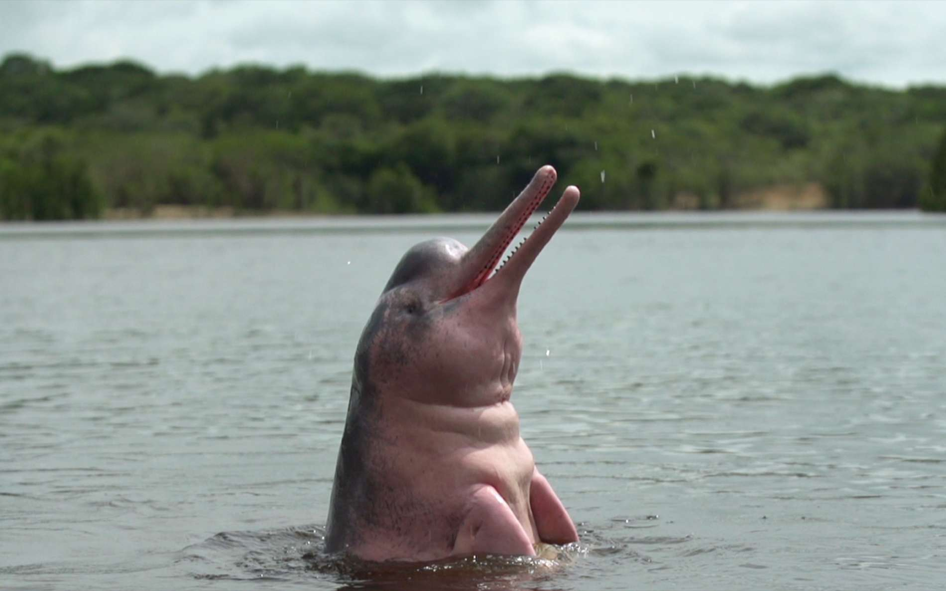Le Mystère Du Dauphin Rose : Enquête Sur Un Animal Étonnant tout Dauphin Amazonie