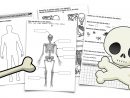 Le Squelette Et Les Mouvements Corporels – Le Blog Du Cancre intérieur Squelette A Imprimer