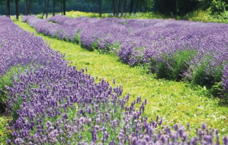 Le Temps De La Lavande | Le Devoir destiné Fleur Qui Pousse Au Printemps