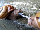 L'élevage D'escargots : Un Outil Pédagogique Et Gastronomique intérieur Elevage Escargot