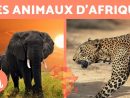 Les Animaux D'afrique - 10 Animaux Sauvages De La Savane Africaine intérieur Animaux Sauvages De L Afrique