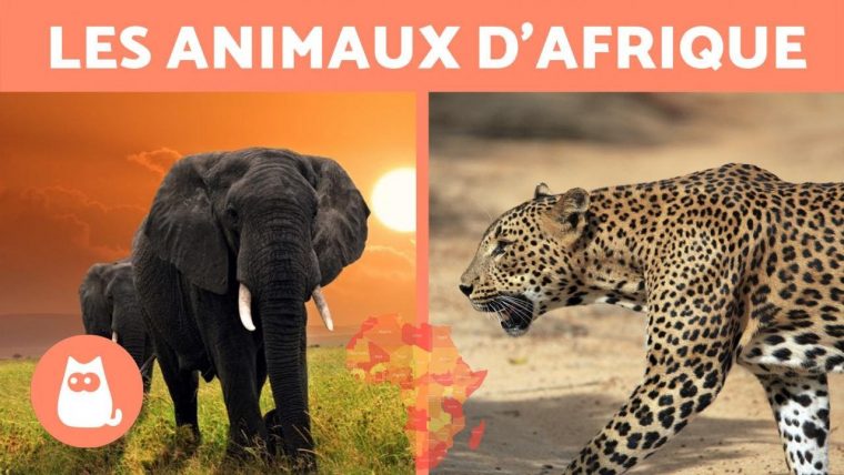 Les Animaux D'afrique – 10 Animaux Sauvages De La Savane Africaine intérieur Animaux Sauvages De L Afrique