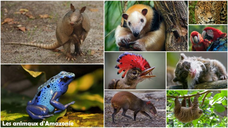 Les Animaux De La Forêt Amazonienne – 700 Fiches Animaux À pour Image D Animaux De La Foret