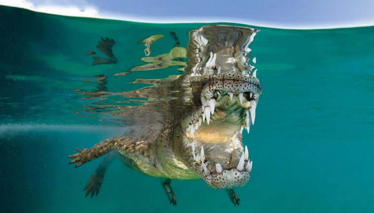 Les Crocodiliens, Champions De La Morsure | Pour La Science intérieur Photo De Crocodile A Imprimer