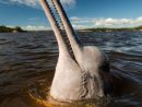 Les Dauphins D'eau Douce D'amazonie Disparaissent Rapidement destiné Dauphin Amazonie