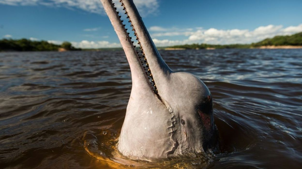 Les Dauphins D'eau Douce D'amazonie Disparaissent Rapidement destiné Dauphin Amazonie